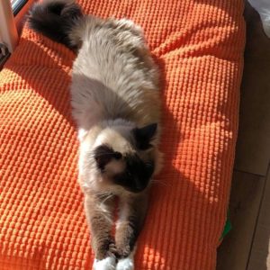 Cats Palace : pension pour chats à Mandelieu